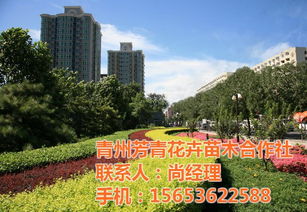 北京绿化工程 绿化工程 芳青花卉苗 查看